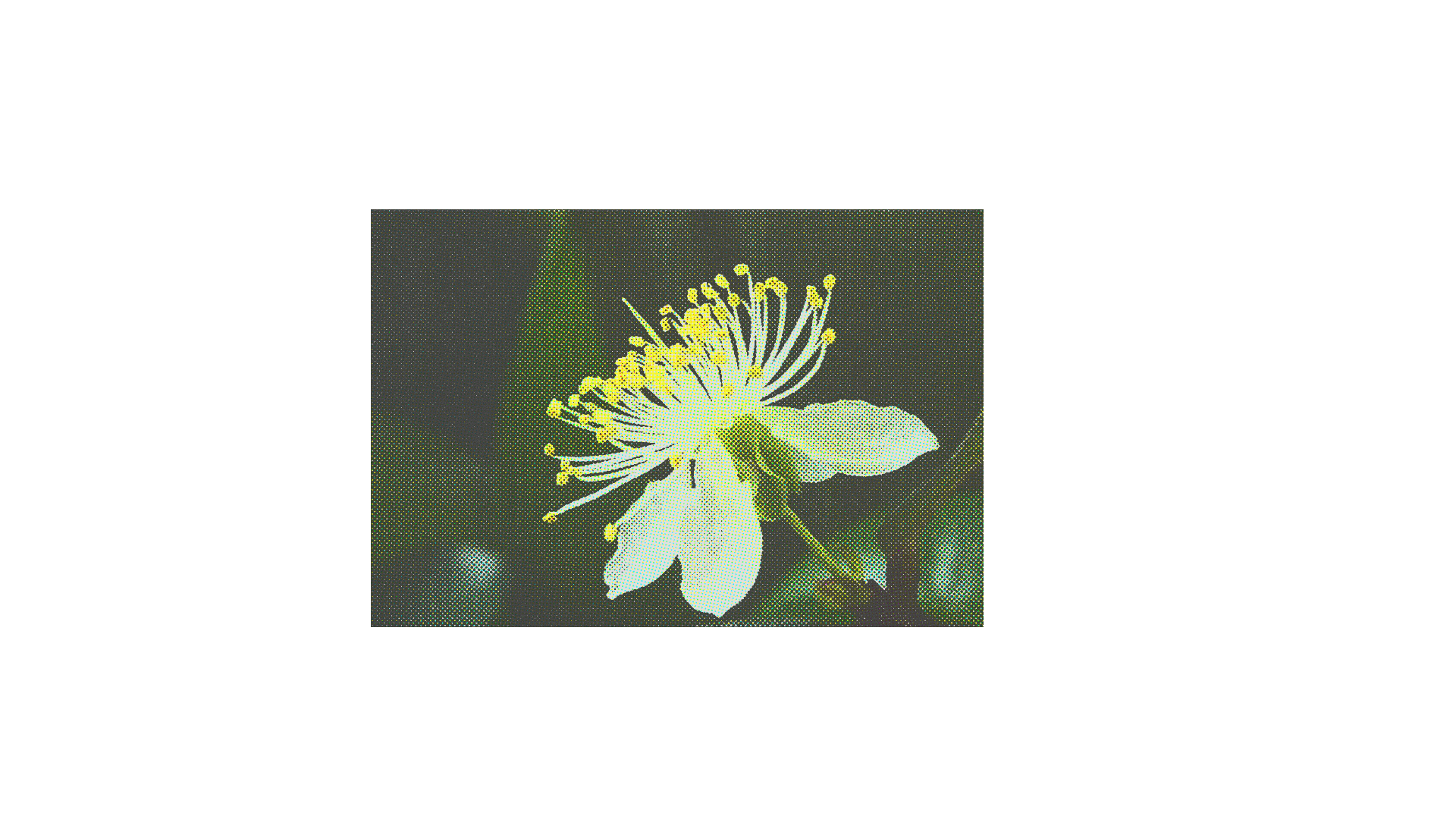 Halftone-printed photograph of a pitanga (Surinam cherry) flower in bloom